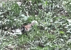 Passer montanus