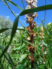 Orobanche crenata