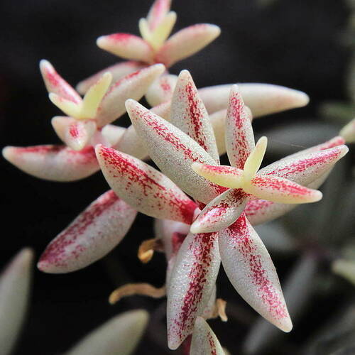 Sedum fusiforme