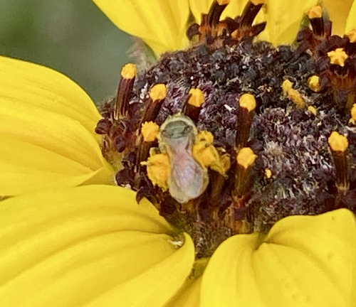 iNaturalist observation photo of Halictini