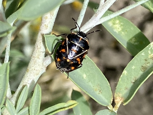 iNaturalist observation photo of Harlequin Bug