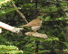 Catharus bicknelli