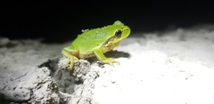 Hyla flaviventris