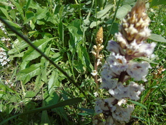 Orobanche crenata