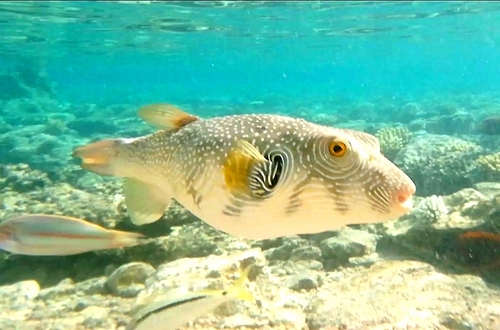 White-spotted Puffer — seen at this dive site