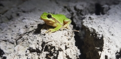 Hyla flaviventris