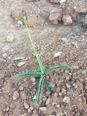 Frasera albomarginata