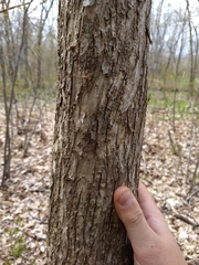 Ostrya virginiana image