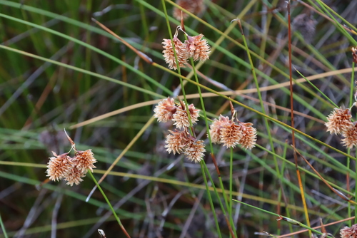 Image of Staberoha aemula by (c) Tony Rebelo, some rights reserved (CC BY-SA)