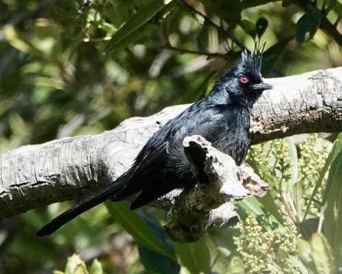 Phainopepla, Presidio of San Francisco, San Francisco, CA, USA, photo 9 of 10
