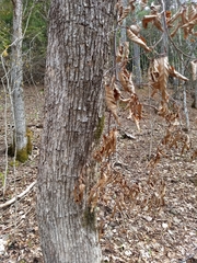 Ostrya virginiana image