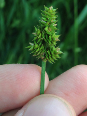 Carex leavenworthii