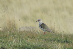 Vanellus resplendens