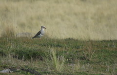 Vanellus resplendens