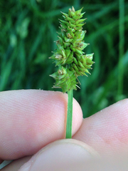 Carex leavenworthii