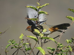 Poospiza baeri