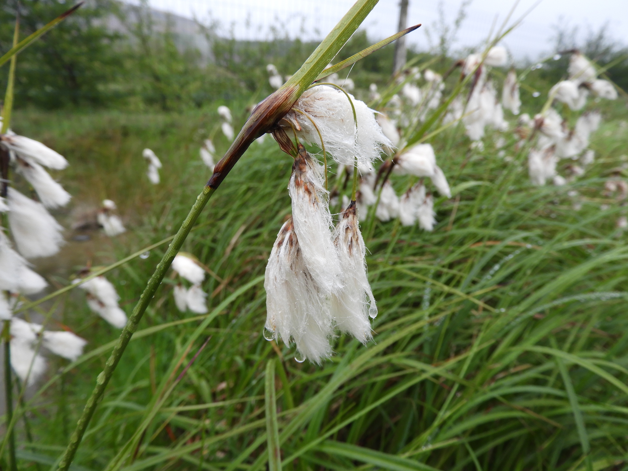 Eriophorum angustifolium