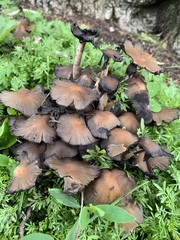 Fungi