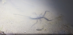 Laccotrephes japonensis