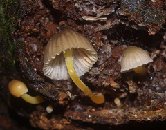 Mycena subviscosa