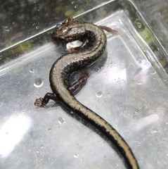 Plethodon hubrichti