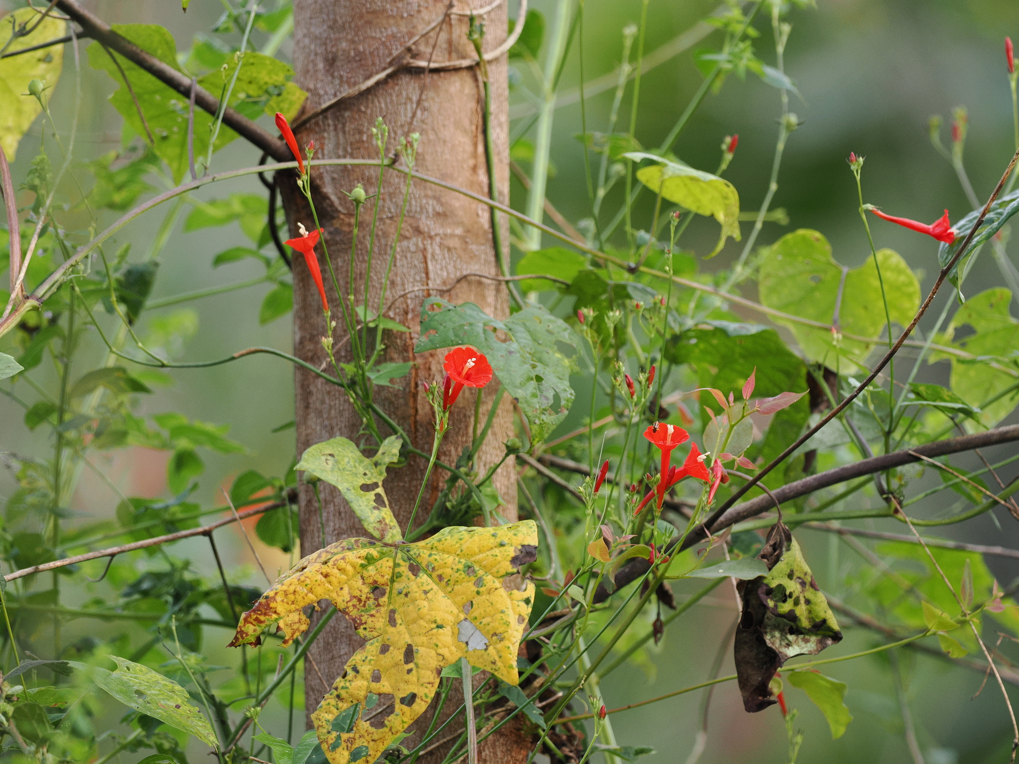Ipomoea hederifolia