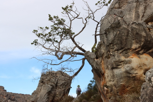 Image of Widdringtonia cedarbergensis by (c) Tony Rebelo, some rights reserved (CC BY-SA)