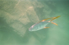 Trachinotus rhodopus