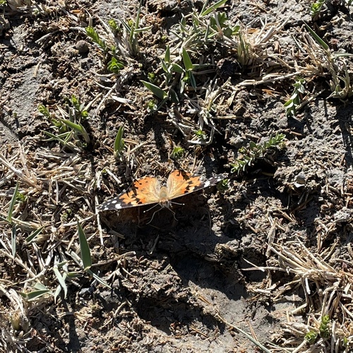 Painted Lady