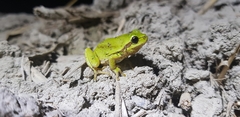 Hyla flaviventris