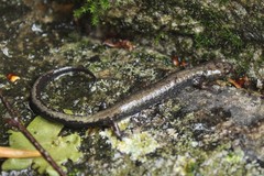 Plethodon hubrichti