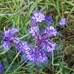 Phacelia tanacetifolia
