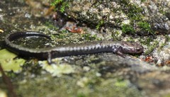 Plethodon hubrichti