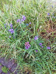 Phacelia tanacetifolia