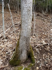 Ostrya virginiana image