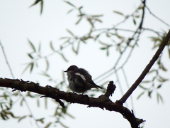 Ficedula hypoleuca