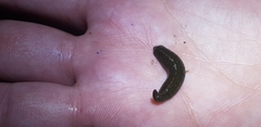 Whitmania edentula