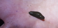 Whitmania edentula