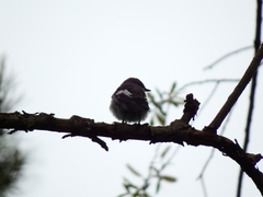 Ficedula hypoleuca