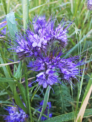 Phacelia tanacetifolia