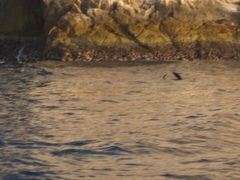 Zalophus californianus