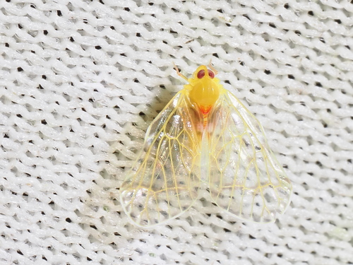 Saccharodite basicolorata, 2024-05-03