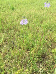 Nuttallanthus texanus