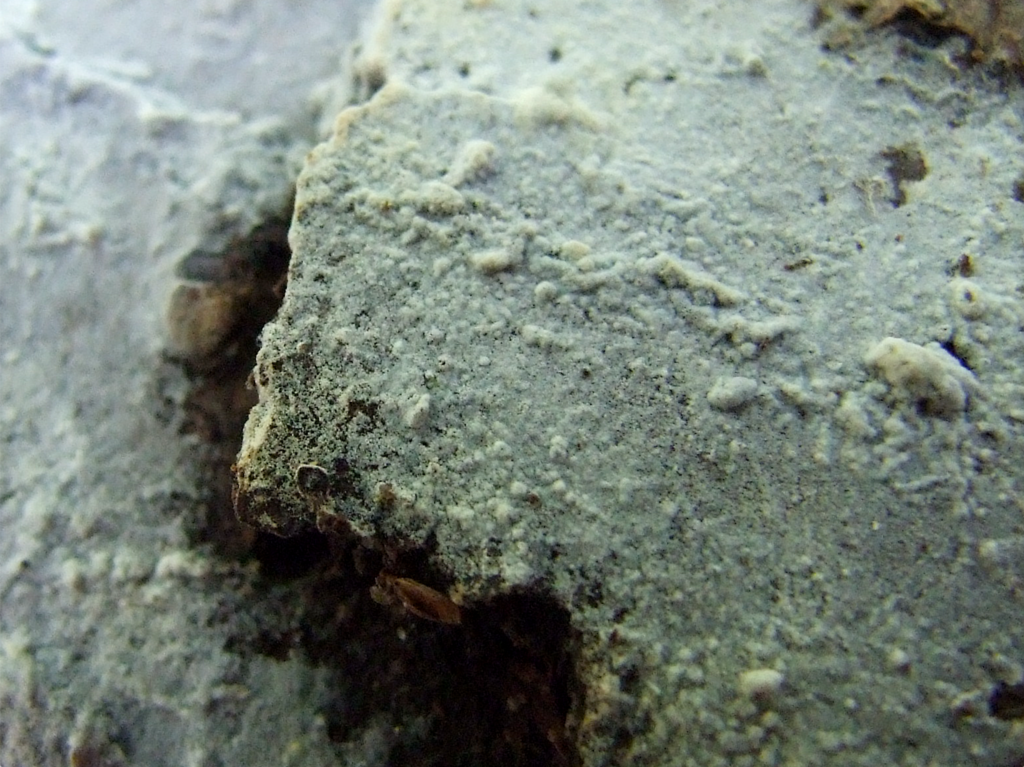 Botryobasidium sp. 'CA02'