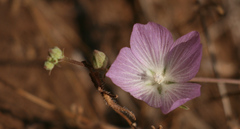 Sidalcea glaucescens