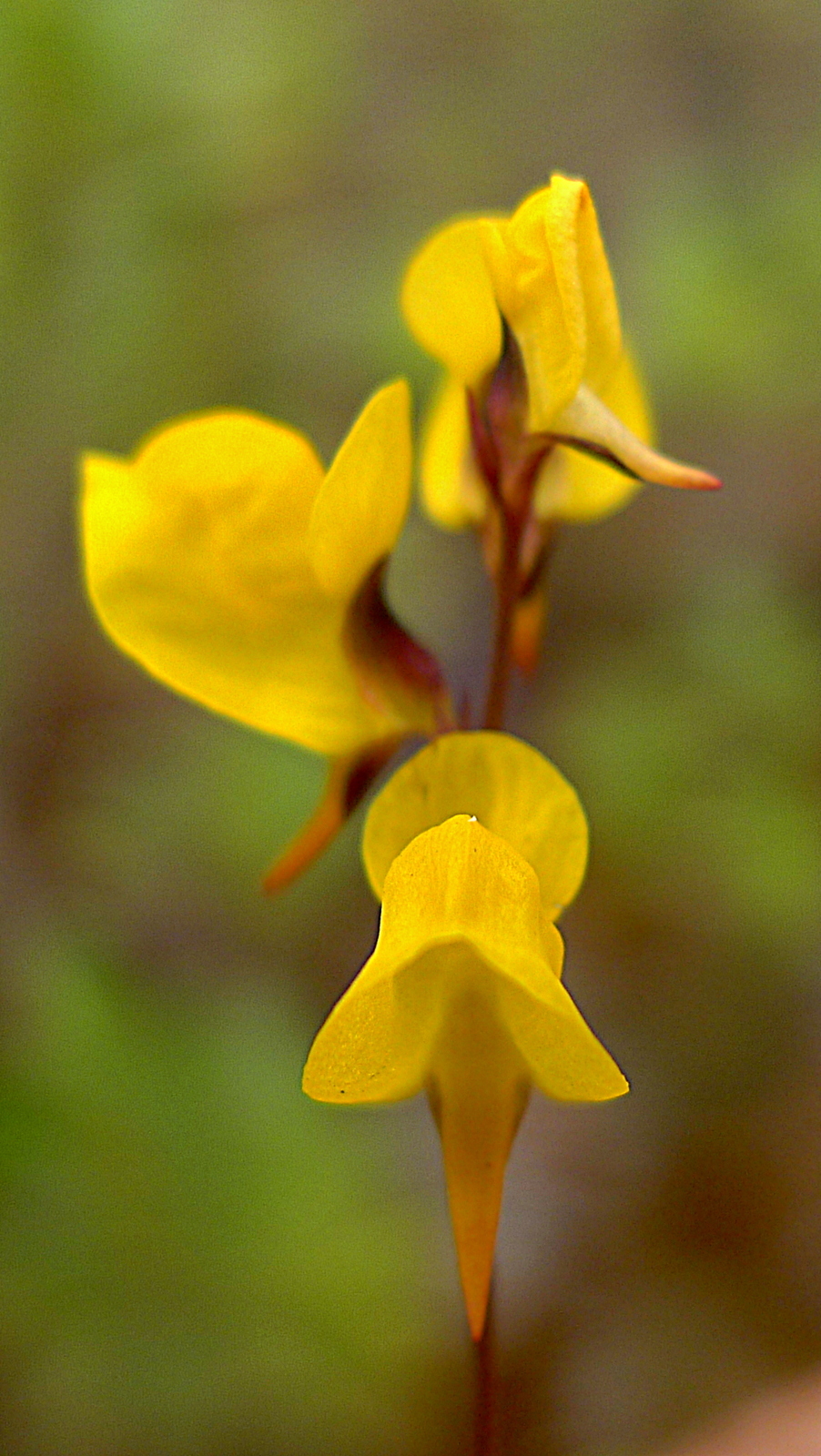 Utricularia juncea