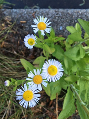 Erigeron annuus