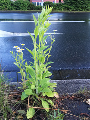 Erigeron annuus