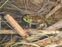 Lithobates septentrionalis