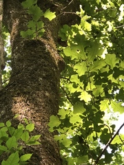Quercus similis